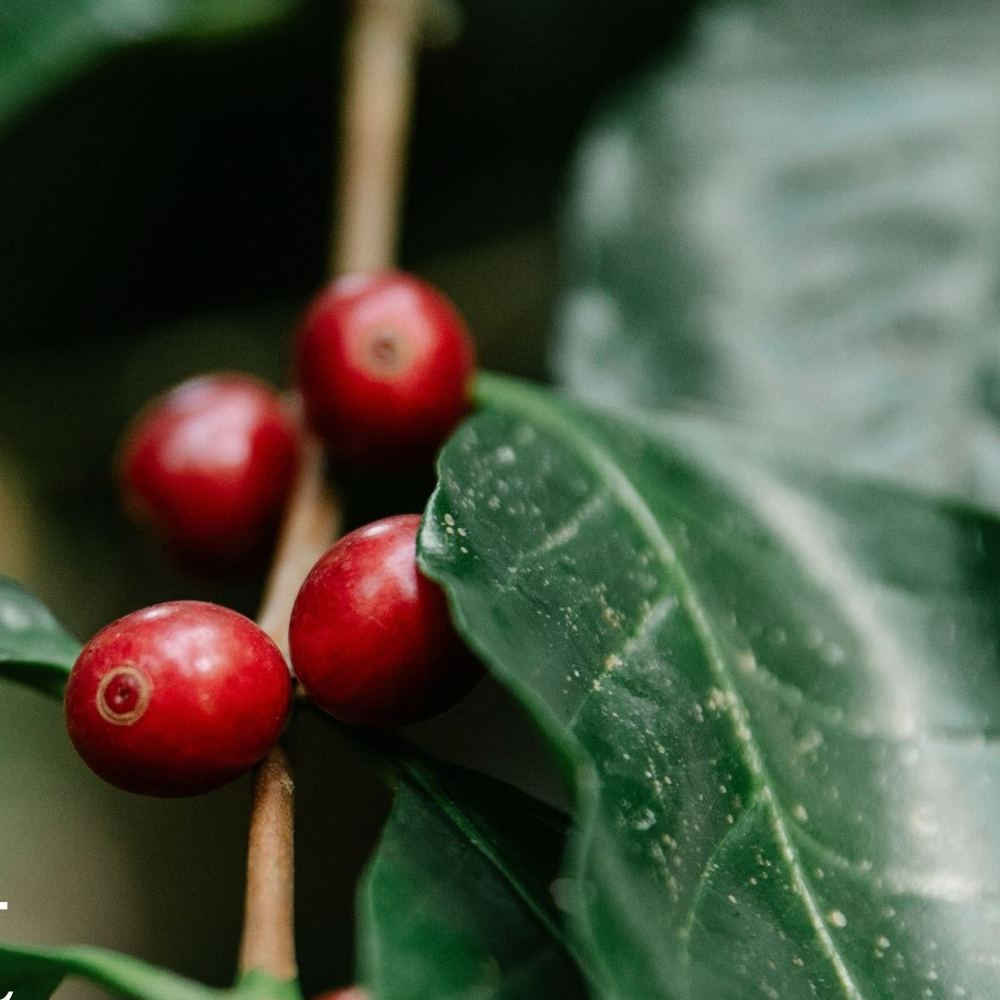 Ripe coffee cherries on the plant in Chikmagalur